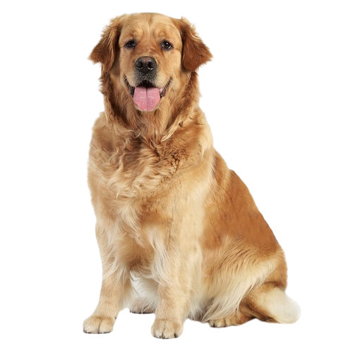 image removebg preview