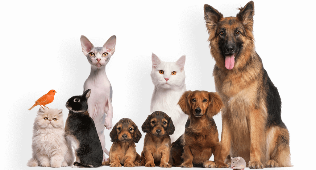 group of pets dog cat bird rabbit PHGUFK2