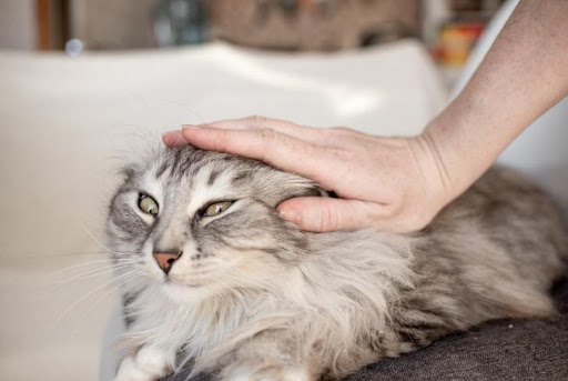 Best Shampoo for Dogs and Cats: Finding the Perfect Choice 