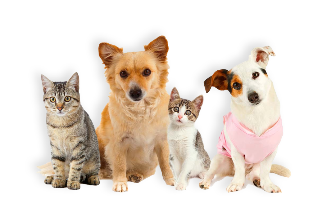 group of cats and dogs NHYU3DX