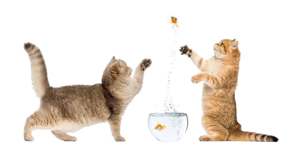 two cats playing with a goldfish PP7DMNA