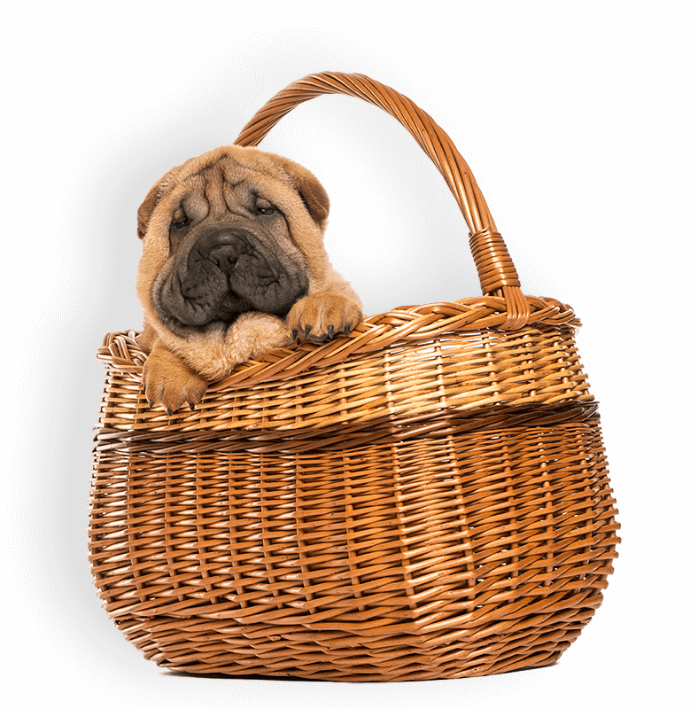 sharpei puppy in a wicker basket 11 weeks old isol PEQHKFX